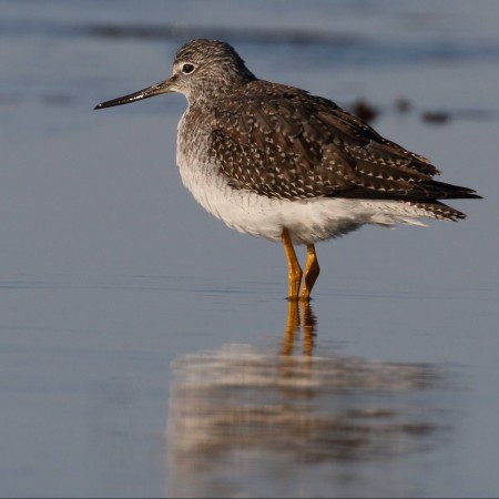 Större gulbena Foto: Kerstin Martinsson